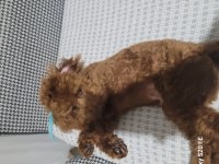 Teacup kuyruksuz poodle eşleşme için