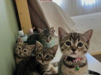 British shorthair melez kedimiz