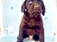 EN GÜZEL LABRADOR BEBEKLER