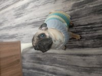1.5 yaşında pug dişi