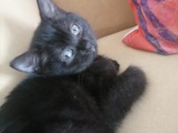 British shorthair siyah