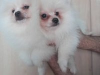 Pomeranian boo beyaz ve orange yavrular