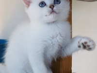 Scottish straight shorthair bs11 33 erkek