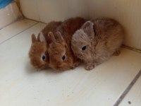 Hollanda Teddy Lop tavşan yavruları