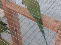 Pakistan Papağanı Eş Hazırlığında