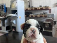 4 erkek ve 1 dişi french bulldog
