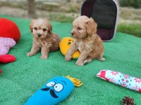 Maltipoo Yavrularımız