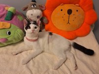 5 aylık dişi kısır aşılı bebek kedimiz