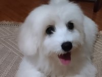 Acil Maltese Terrier 4 Aylık
