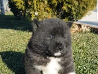 Safkan Amerikan Akita