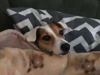 Dünyalar tatlısı jack russell kızımıza acil yuva