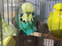 Üst vasıf show Jumbo çift muhabbet kuşu