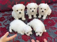 Maltese Terrier ( Teacup )