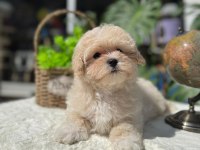 Ruhsatlı köpek çifliğinden maltipoo yavrular 
