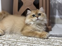 Erkek British Longhair