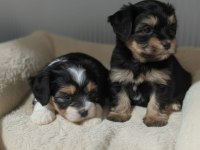 Çok güzel erkek Morkie bebekler