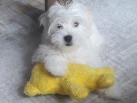 Dünya tatlısı maltese