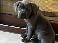 Blue Cane Corso Erkek 2 Aylık