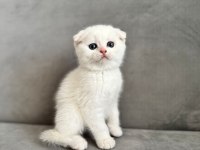 Kendi kedimizin scottish fold yavruları