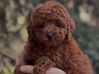 Toy Poodle Köpeği
