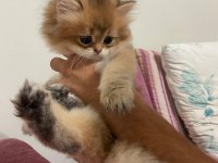British longhair kedimiz