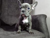 French bulldog yavru köpeklerimiz