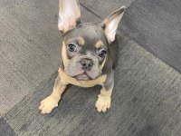 French Bulldog 3 Aylık