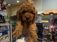 Toy Poodle Yakışıklı
