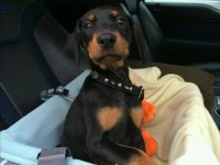 Sağlık Ve Irk Garantili Doberman