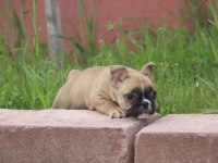 Fawn French Bulldog Bebekler Yuvalarını Arıyorlar