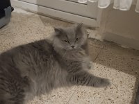 9 aylık british longhair oğluşumu sahiplendirmek istiyorum