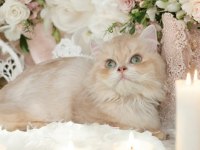 British longhair dişi
