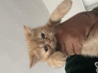 2 aylık exotic shorthair yavrular