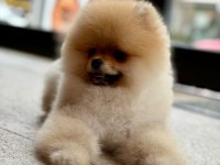 FCİ ŞECERELİ POMERANİAN BOO