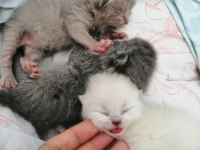 Kendi Scottish Fold Yavrularımız