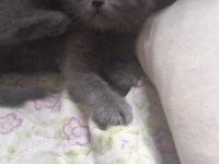 Scottish fold ve british yavrular