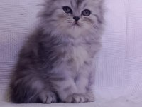 3 Aylık Tuvalet Eğitimli Persian Yavru Kedimiz