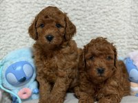 Ruhsatlı Köpek Çiftliğinden Toy Poodle Köpeklerimiz