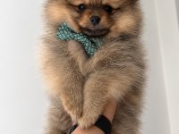 Pomeranian boo ayı surat orange erkek