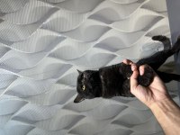 British shorthair erkek kedimiz
