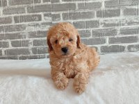 WC EĞİTİMLİ TÜY DÖKMEYEN TOY POODLE