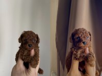 Orjinal Red Brown Poodle 