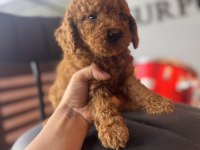 İçinizi ısıtan toy poodle bebekler