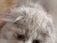 Lilak scottish fold bicolor dişi