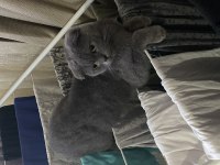 Safkan scottish fold dişi
