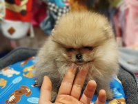 2 Aylık Pomeranian yavrum