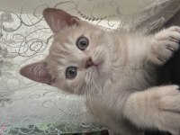 3 aylık minik kedim yuva arıyor
