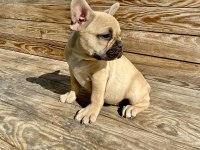 Bayram Şekeri French Bulldog Köpekler