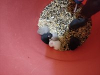 Çok Şirin Yavru Hamsterler Suriye ve Gonzales