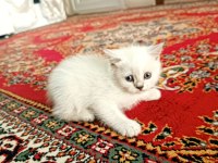 British ve blue point yavru kedimiz